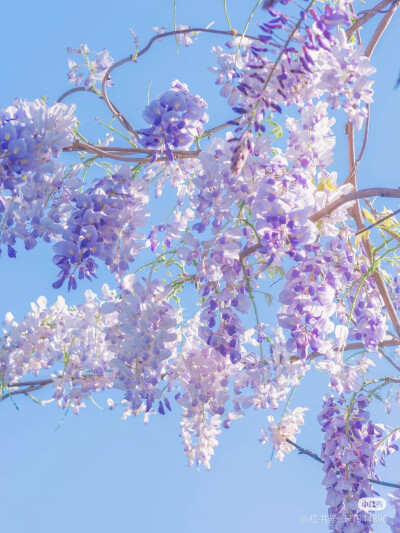 花语