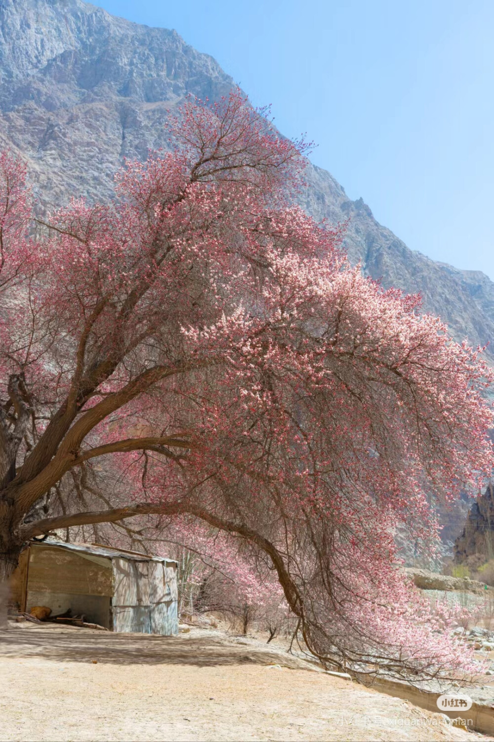 花语