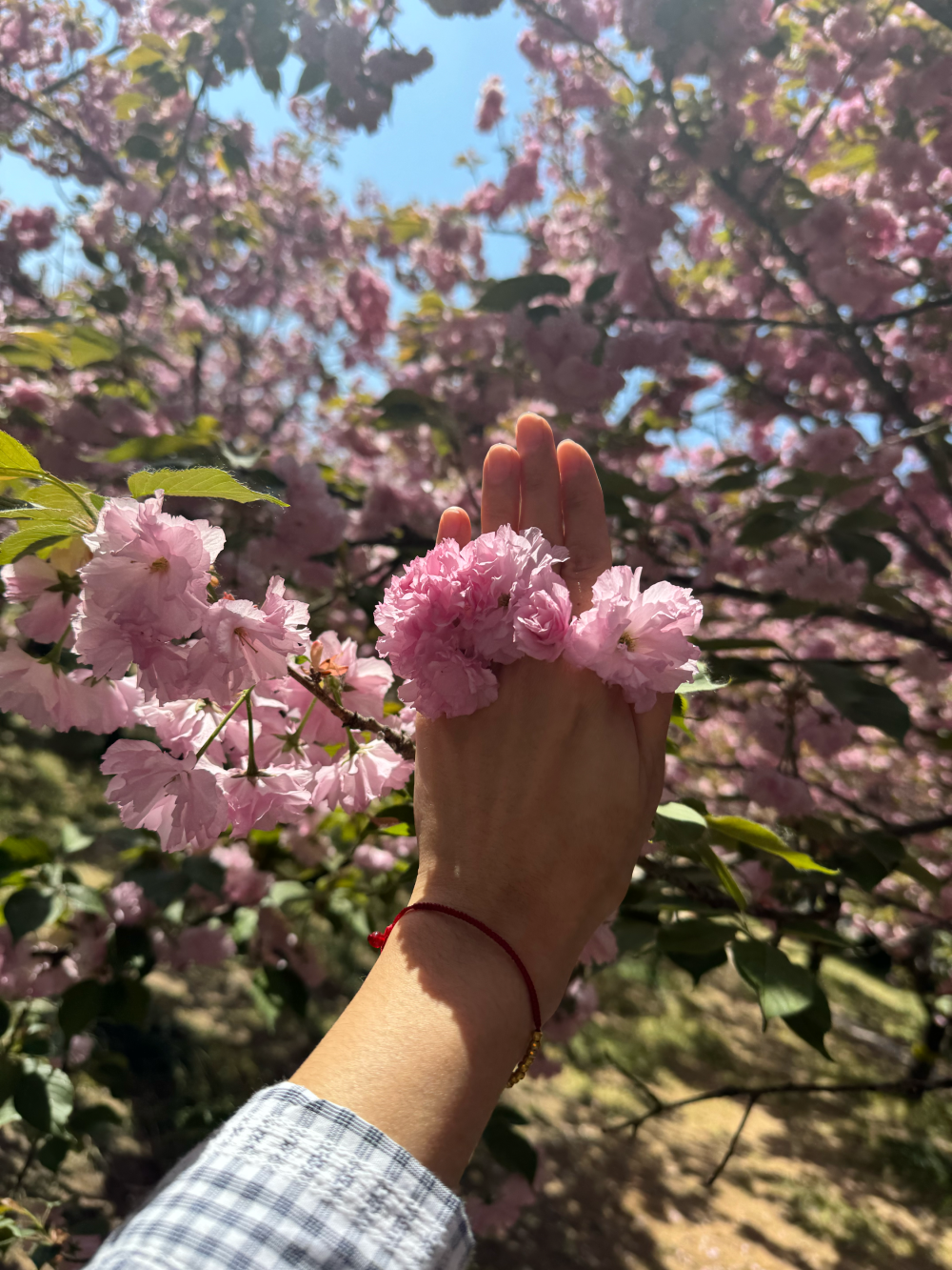 樱花