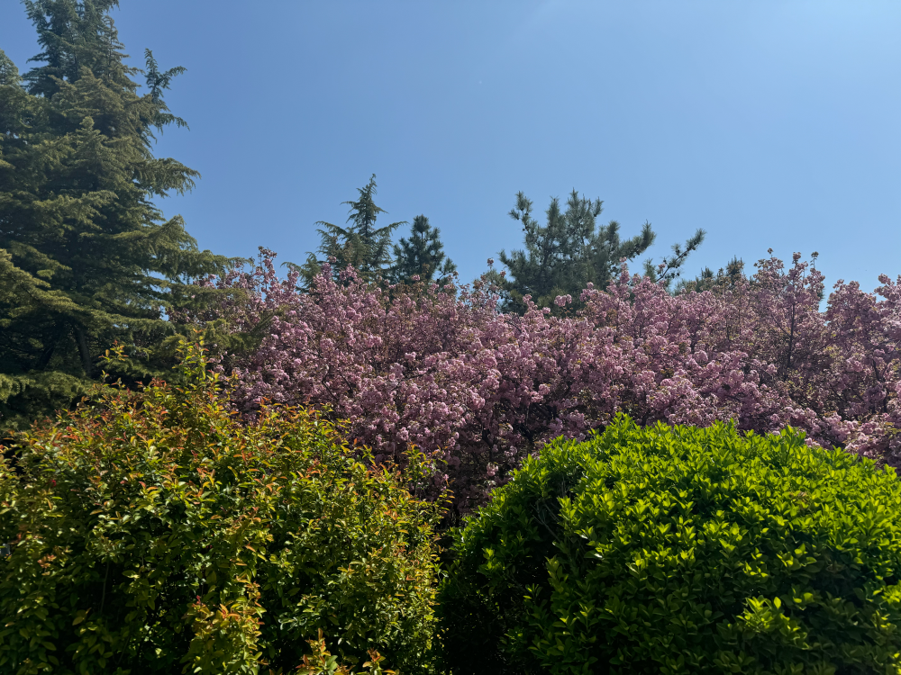 樱花