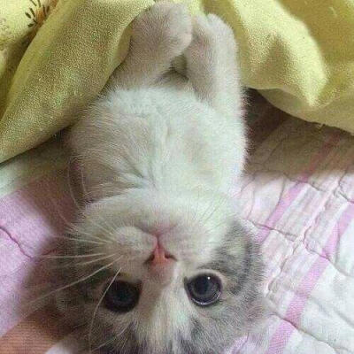 猫猫