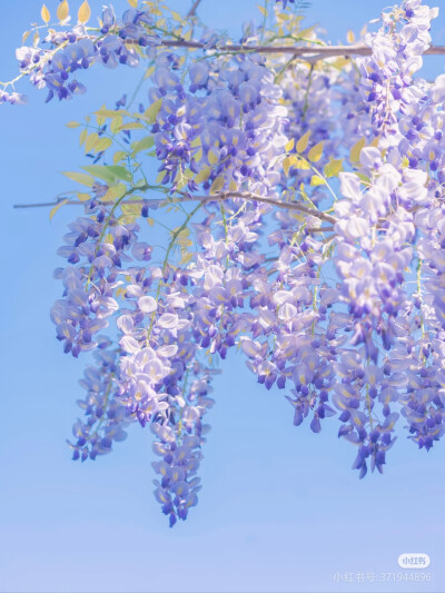 花语