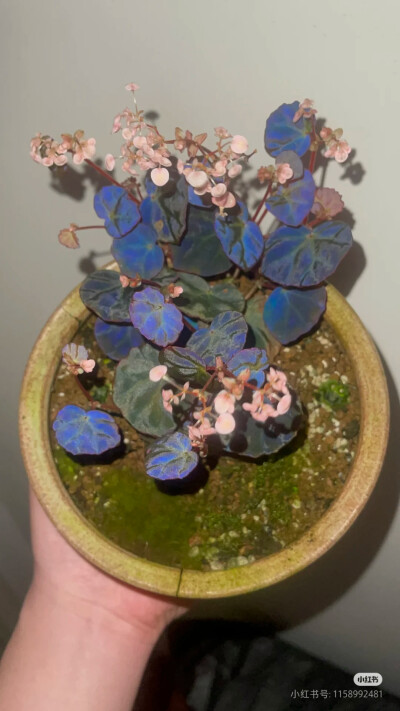 花语