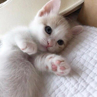 猫猫