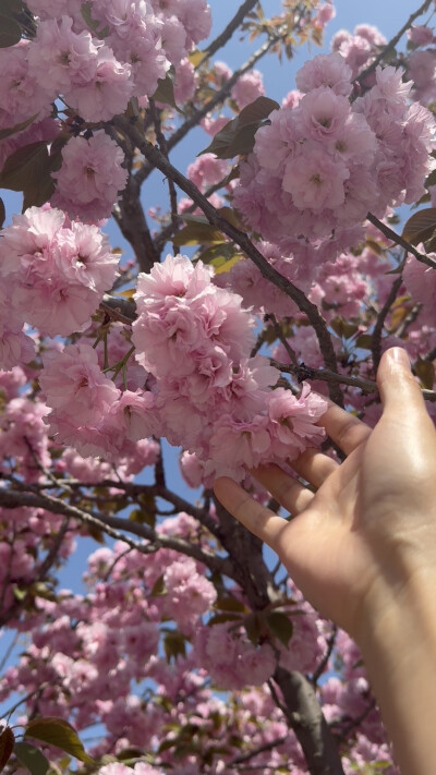 樱花