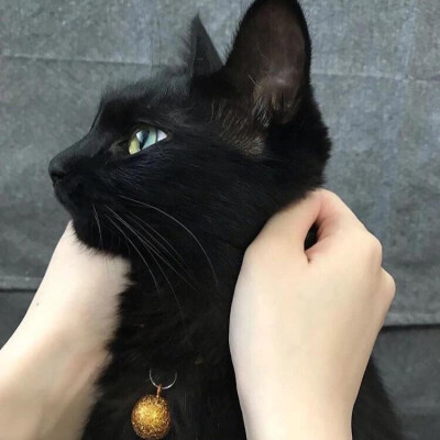 喵
