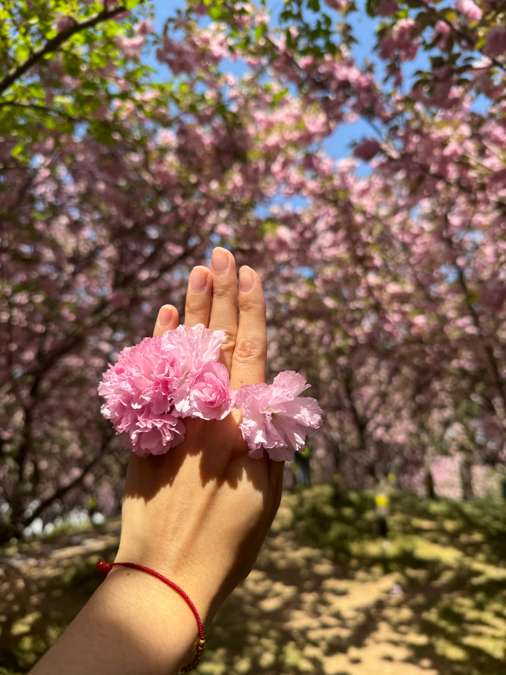 樱花