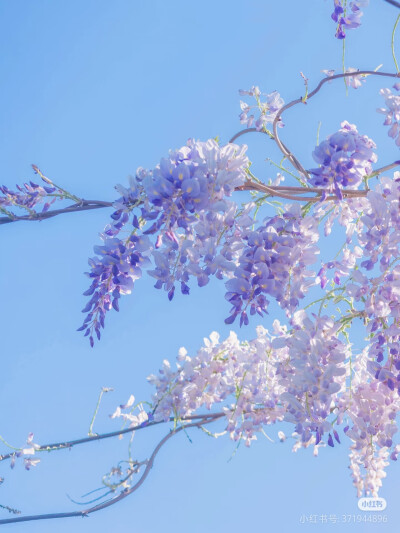 花语