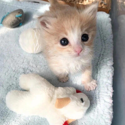 猫猫