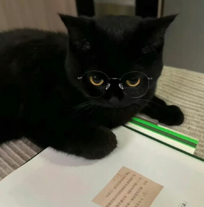 喵
