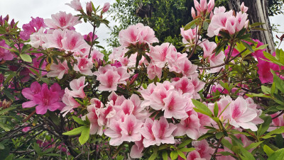这种粉色的杜鹃花真的好美，就是不知道是什么品种？