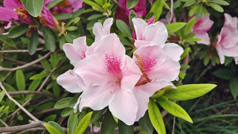 这种粉色的杜鹃花真的好美，就是不知道是什么品种？