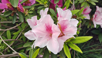 这种粉色的杜鹃花真的好美，就是不知道是什么品种？