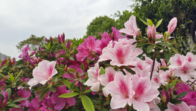 这种粉色的杜鹃花真的好美，就是不知道是什么品种？