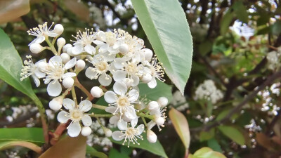 石楠花开，小白花簇拥枝头，别具一格！