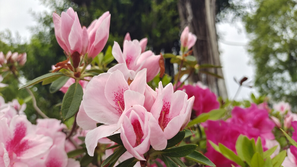 这种粉色的杜鹃花真的好美，就是不知道是什么品种？