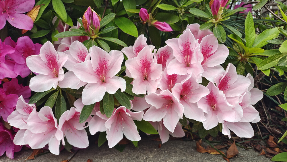 这种粉色的杜鹃花真的好美，就是不知道是什么品种？