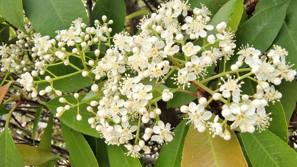 石楠花开，小白花簇拥枝头，别具一格！