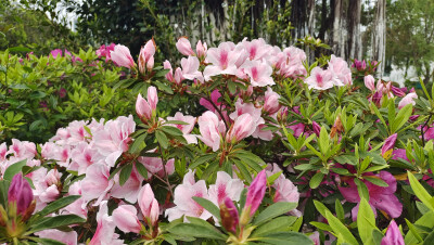 这种粉色的杜鹃花真的好美，就是不知道是什么品种？