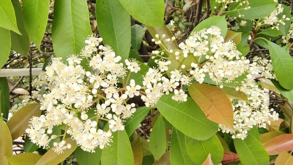 石楠花开，小白花簇拥枝头，别具一格！
