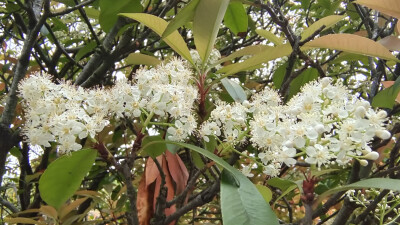 石楠花开，小白花簇拥枝头，别具一格！