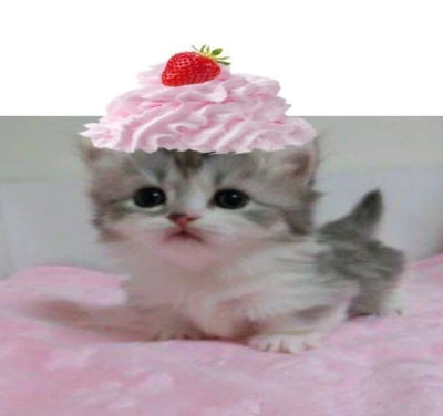 有人喜欢我吗(´,,•ω•,,`)
