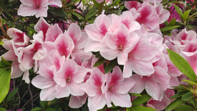 这种粉色的杜鹃花真的好美，就是不知道是什么品种？