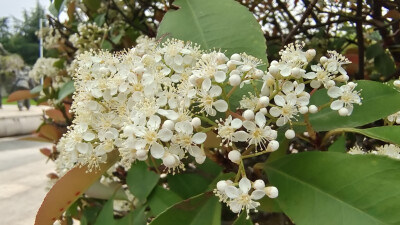 石楠花开，小白花簇拥枝头，别具一格！