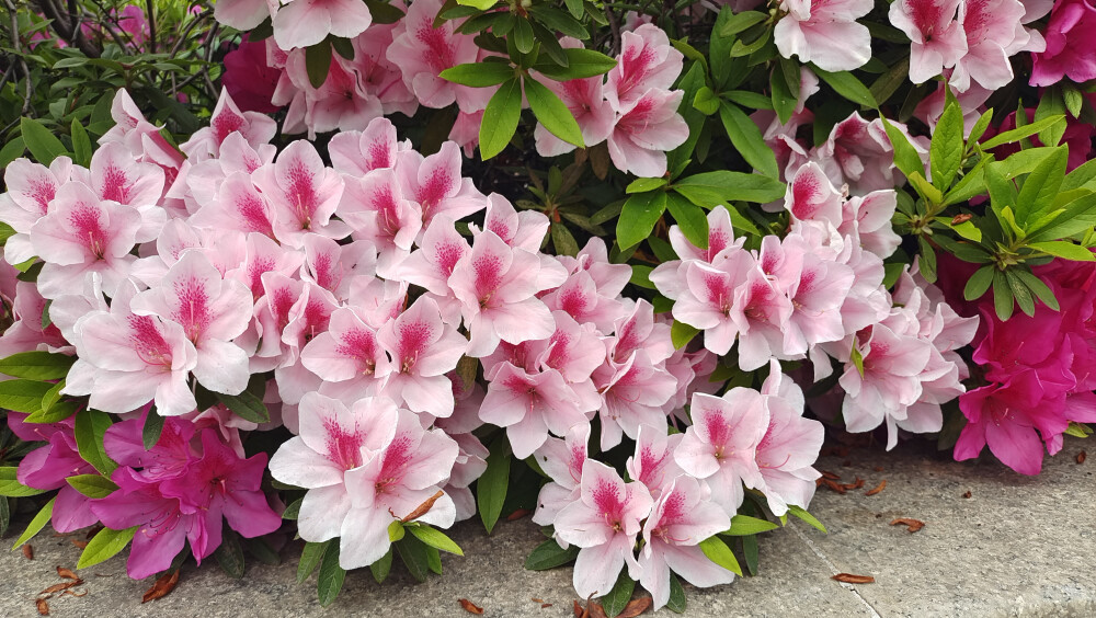 这种粉色的杜鹃花真的好美，就是不知道是什么品种？