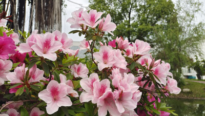 这种粉色的杜鹃花真的好美，就是不知道是什么品种？