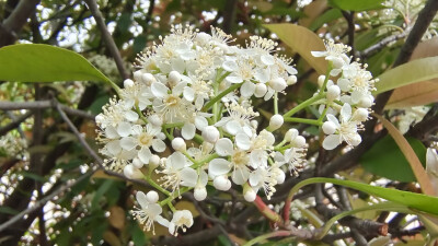 石楠花开，小白花簇拥枝头，别具一格！
