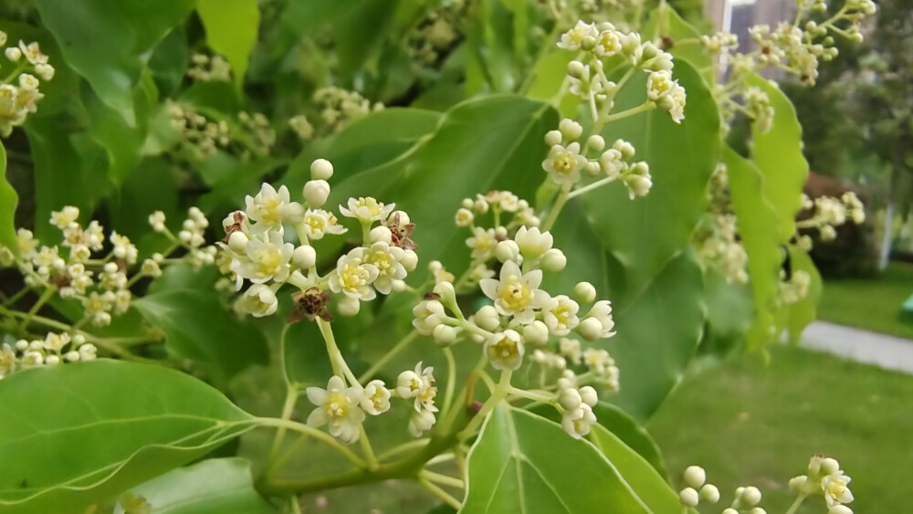 樟树花开，小巧别致，清新自然！