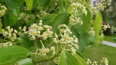 樟树花开，小巧别致，清新自然！