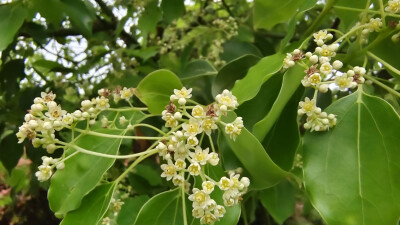 樟树花开，小巧别致，清新自然！