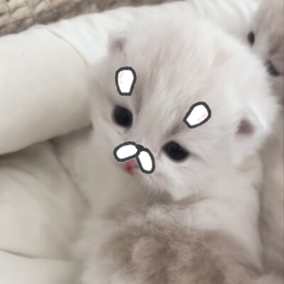 求真爱