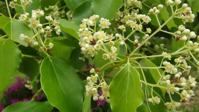 樟树花开，小巧别致，清新自然！