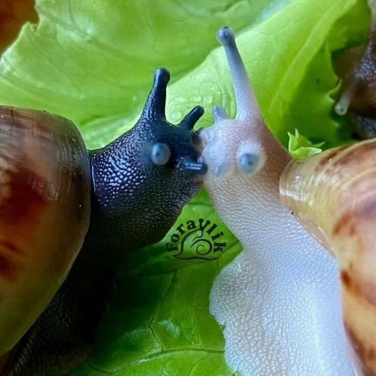 双生