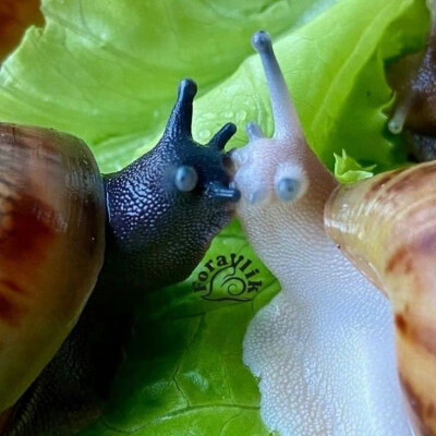 双生