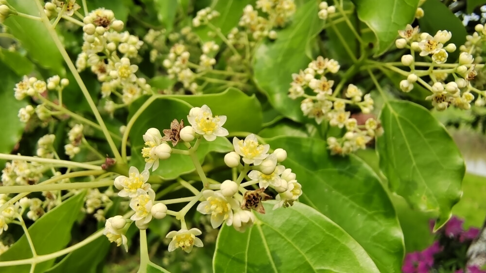 樟树花开，小巧别致，清新自然！