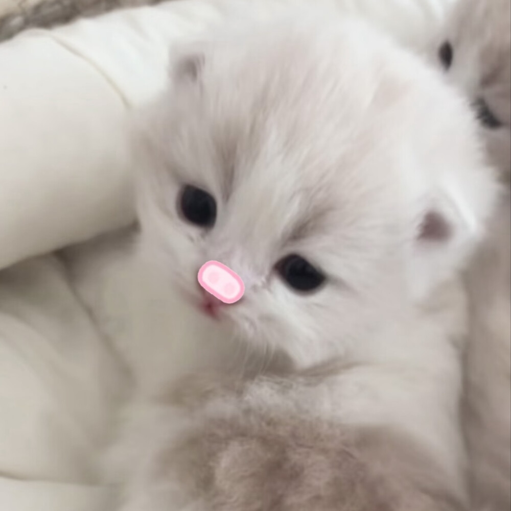 求真爱