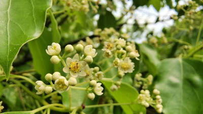 樟树花开，小巧别致，清新自然！