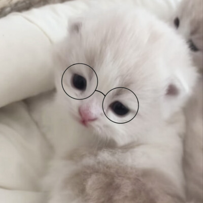 求真爱
