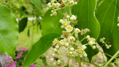 樟树花开，小巧别致，清新自然！