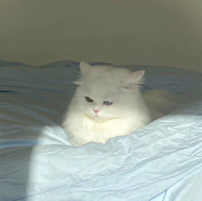 猫猫