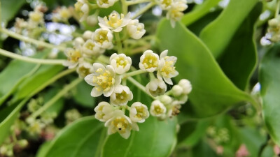 樟树花开，小巧别致，清新自然！