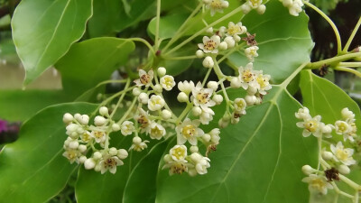 樟树花开，小巧别致，清新自然！