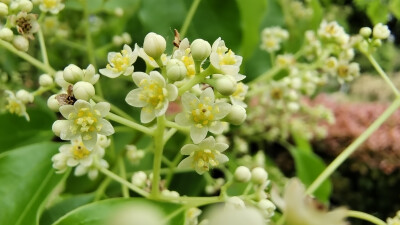 樟树花开，小巧别致，清新自然！