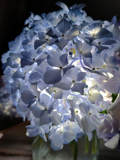 绣球花
