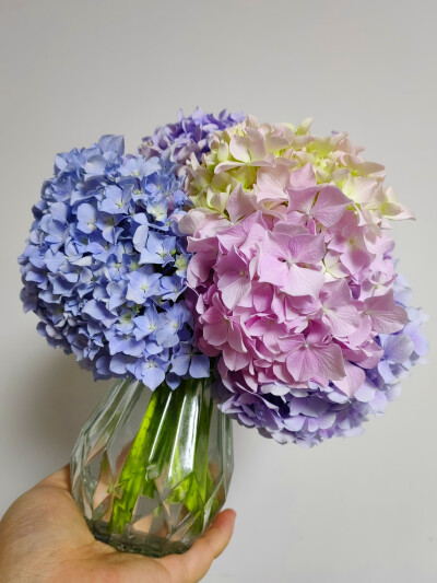 绣球花