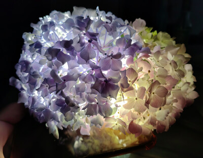绣球花